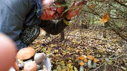 Собрать лукошко грибов